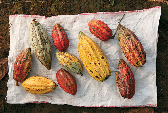 2) cocoa beans - bigtreefarms.com