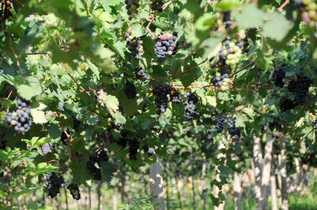 4) Hatten Wines vineyard - wikipedia.com