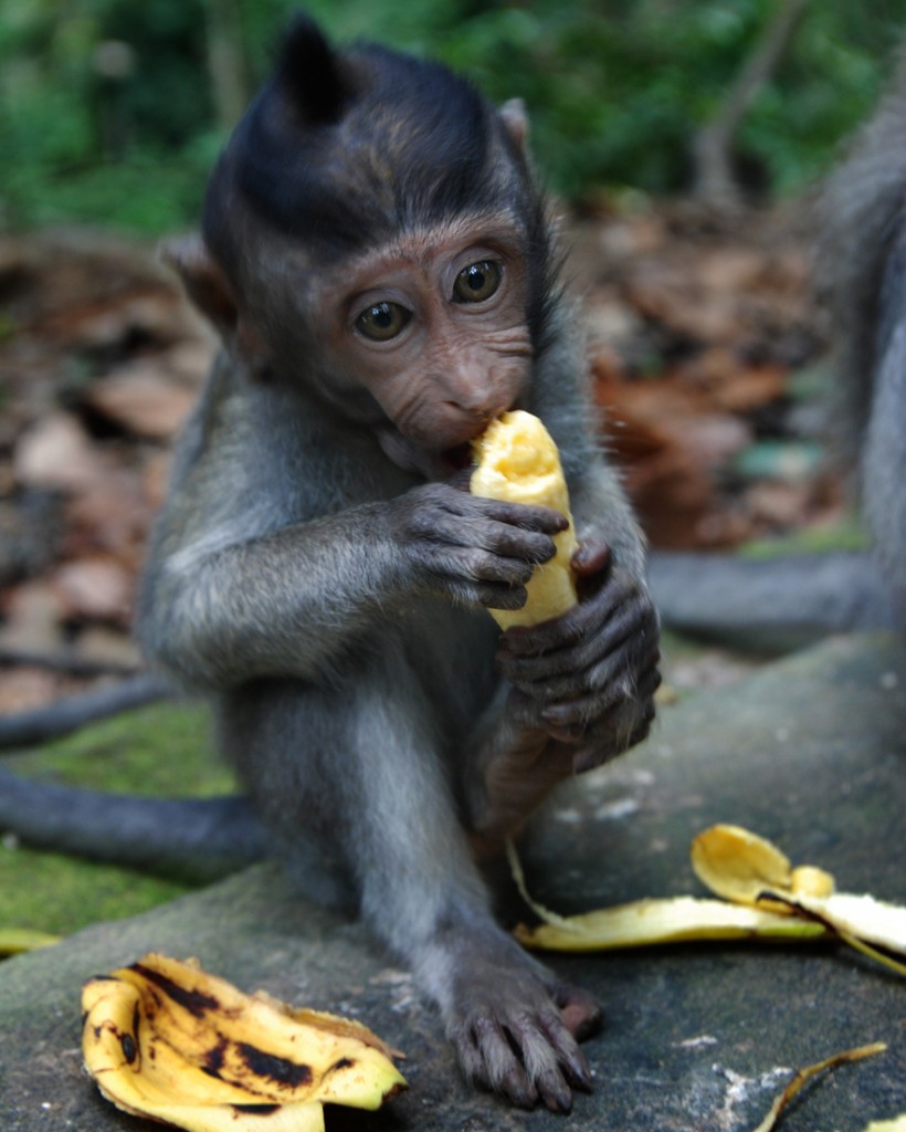 Monkey-forest-by-tripomatic-4