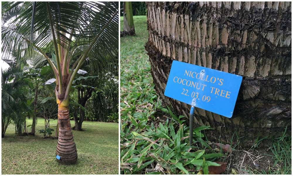Nicollo’s coconut tree at the oberoi bali