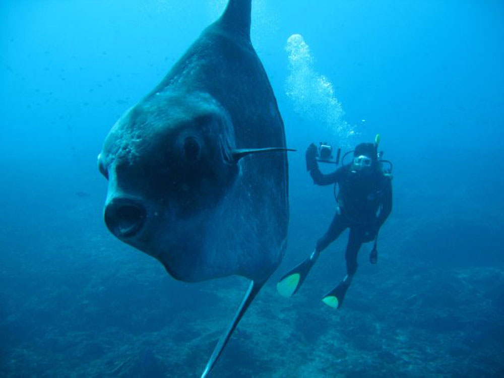 The accident occurred 2 hours from the shores of Nusa Penida, known for its amazing encounters with the gigantic fish Mola Mola