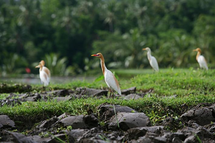 Tegalalang-villa-heron-birds-by-tripadvisor_com