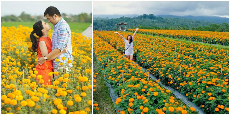 Alamat Ladang Bunga Marigold Bali