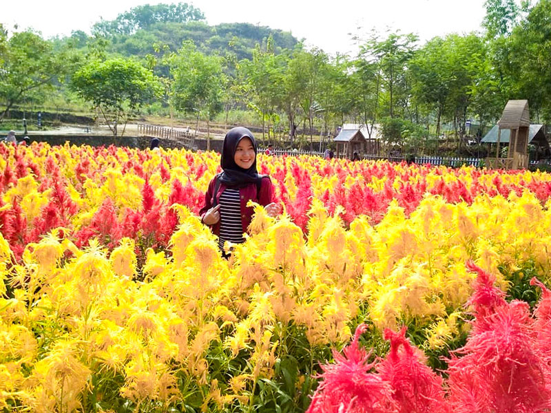 20 New Taman  Bunga  Celosia  taman 