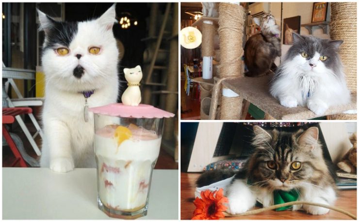 19 Cafe di Jakarta dengan tema Unik, lucu, dan Instagrammable yang
