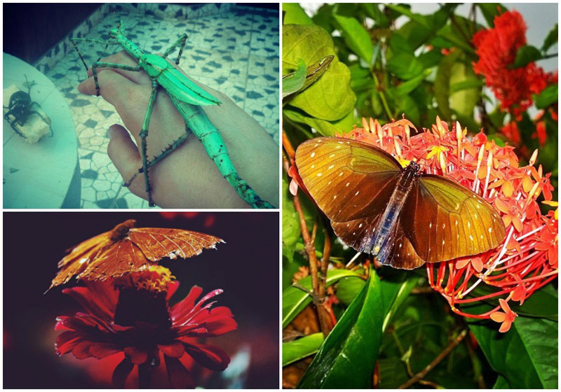 8-butterfly-collage-via-jaylejey,-veneragn,-izzyoturner
