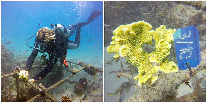 coral-breeding