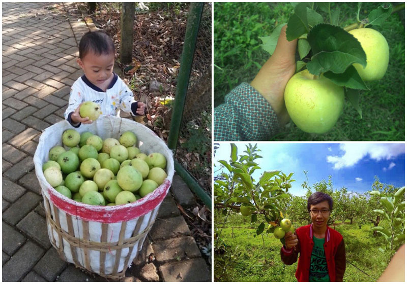 7-4-apple-picking-via-iki_efriandi,-muhammad_edyrahman,-savira_mirienda