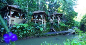 26 Rainforest hotels in Bali where you can bask in lush views and stay among nature