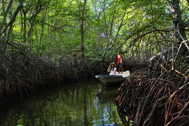 10-4-mangrove-tour
