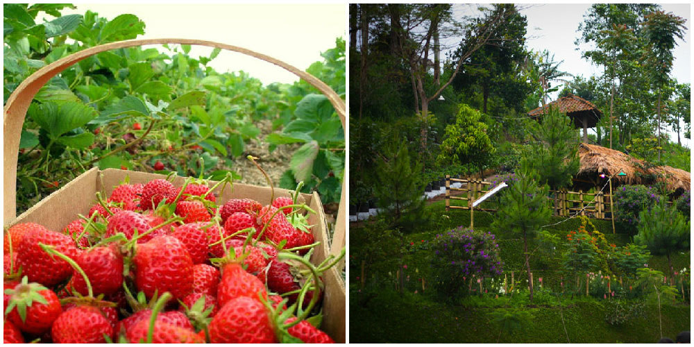 6-strawberry-farms-via-Natural-Lembang,-Hanif-Mhaff-Is-Good
