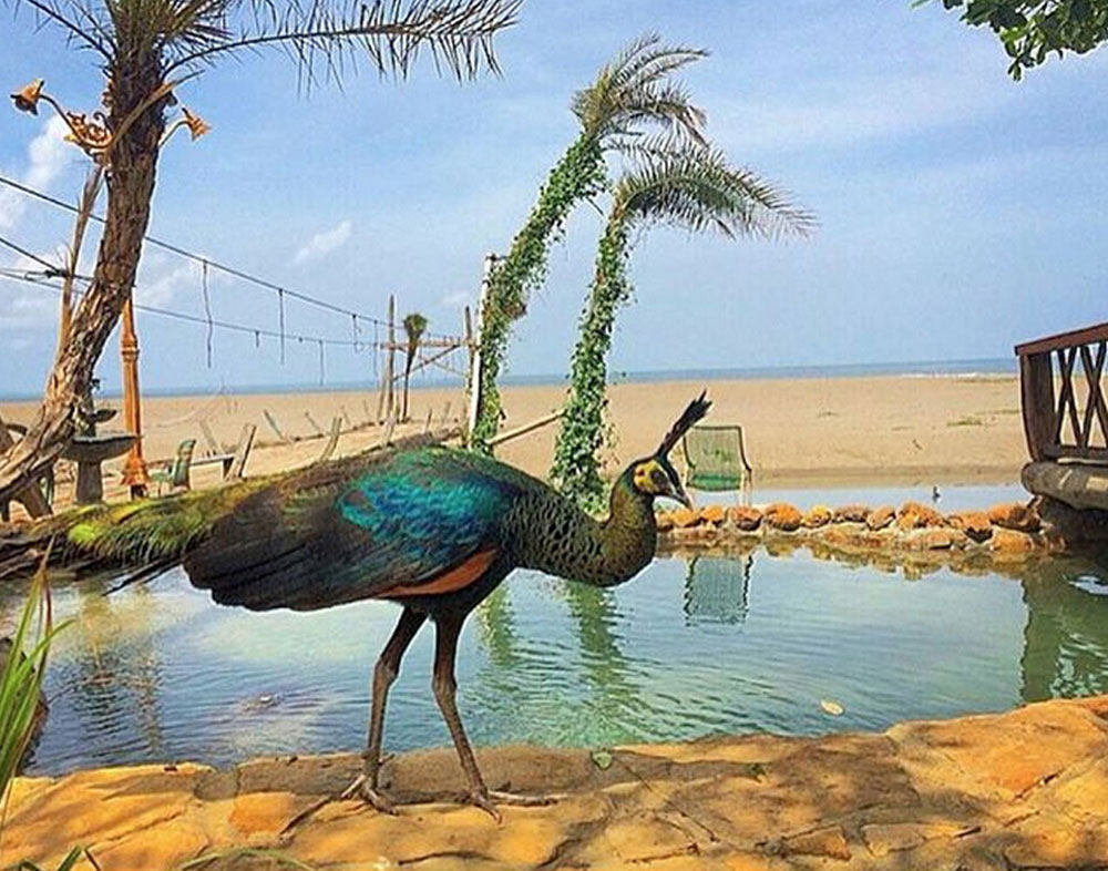 15-peacock-via-onank_magagapoda