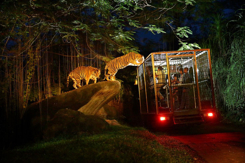 4. Night Safari Tiger experience by Bali.tamansafari.com