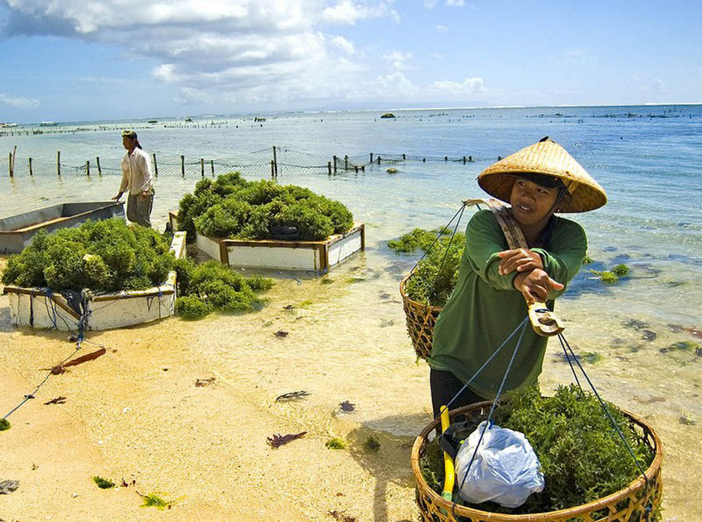 3-grandnikko-seaweed-farming-via-trekearth