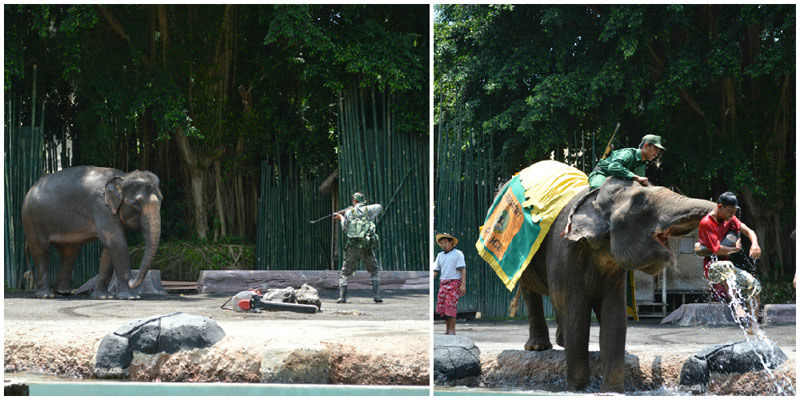 7. Elephant show collage