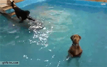 1432878639_dogs_standing_in_swimming_pool